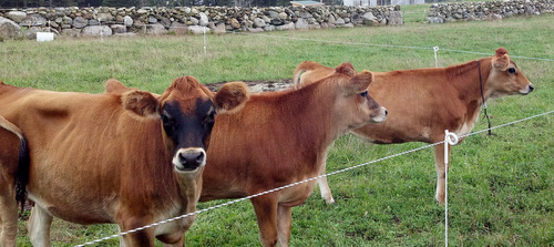 2012-10-01_11-26-49_207 how now maine cow