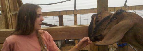 olde_oak_goats Arline and the greeter goats